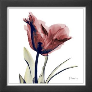 Art   Single Tulip in Red Framed Print