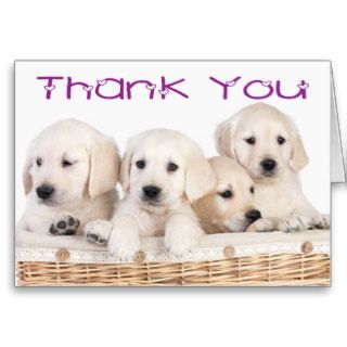 Thank You Labrador Retriever Puppy Dogs Card