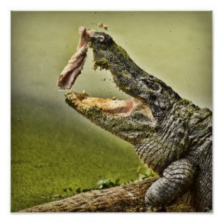 Gator Catching Lunch Poster