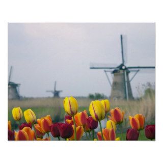 Windmills and tulips along the canal in poster