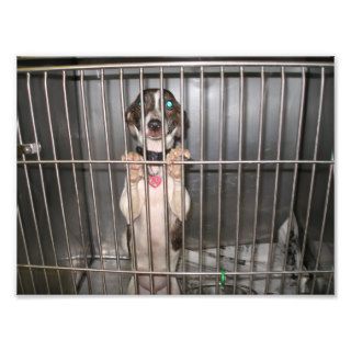 Sad Italian Greyhound Mix With Paws on Cage Photographic Print