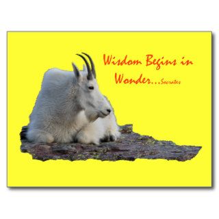 wisdom begins in wonder post cards