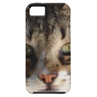 Tabby Cat Kitten Giving Eye Contact iPhone 5 Cases