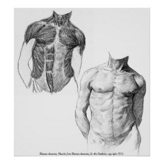 Vintage   Human Anatomy Muscles Posters