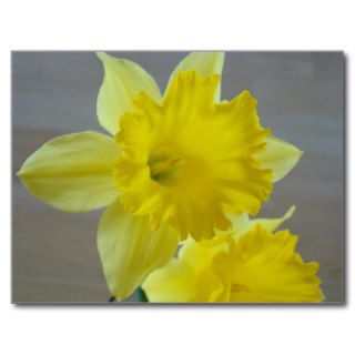 Daffodil Flowers 7 POST CARDS CARD Spring Flowers