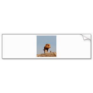 The Lion King ( Adult Lion and Cub) Bumper Stickers