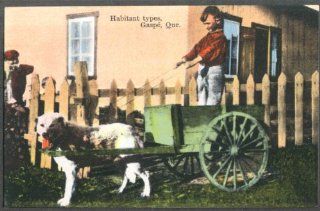 One dog cart Habitant child driving Gaspe PQ postcard 191?: Entertainment Collectibles