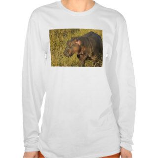 Baby Hippo out of water away adults along T Shirt