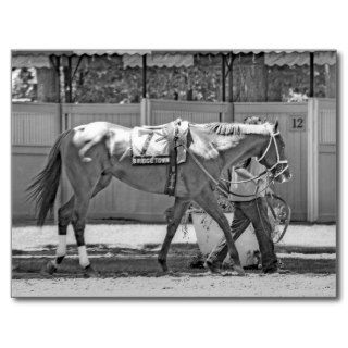 Bridgetown  Multi Stakes winning Thoroughbred Post Card