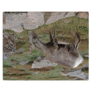 Rocky Mountain Big Horn Sheep Ewe Photo Plaques