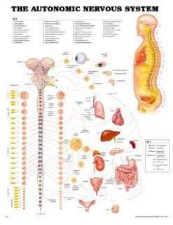 The Autonomic Nervous System 3D Raised Relief Chart (9781587794476): Anatomical Chart Company: Books