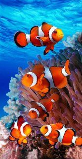 Nemo Clown Fish Coral Reef Fantasy Beach Towel : Everything Else