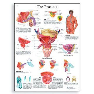 3B Scientific VR1528UU Glossy Paper The Prostate Gland Anatomical Chart, Poster Size 20" Width x 26" Height