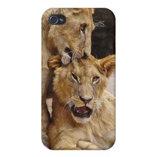 Two Lionesses Cleaning Each Other Cases For iPhone 4