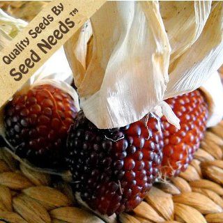 200 Seeds, Ornamental Corn "Strawberry" (Zea mays) Seeds By Seed Needs : Vegetable Plants : Patio, Lawn & Garden
