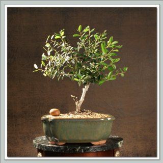 Holly Bonsai Tree (Dwarf Yaupon) I : Bonsai Plants : Grocery & Gourmet Food