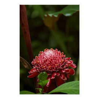 Hawaiian Flower Poster   Perfect for ANY wall