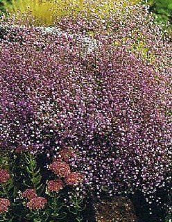 Hewitt's Double Meadow Rue   Thalictrum   SHADE   Gallon Pot  Flowering Plants  Patio, Lawn & Garden