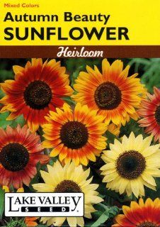 Lake Valley 641 Sunflower Autumn Beauty Mix Heirloom Seed Packet : Flowering Plants : Patio, Lawn & Garden
