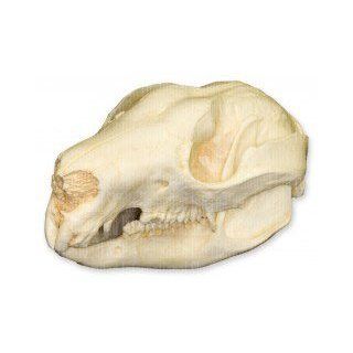 Tree Kangaroo Skull (Teaching Quality Replica): Industrial & Scientific