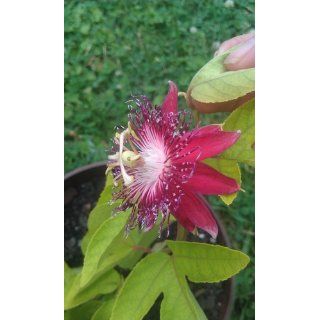 Lady Margaret Passion Flower Plant   Passiflora   4" Pot : Order Flowers For Delivery : Patio, Lawn & Garden