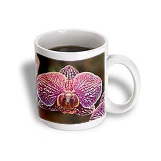 3dRose Orchid D Ceramic Mug, 11 Ounce: Kitchen & Dining