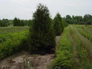 4 White Cedar Trees (Thuja occidentalis) 3 6"seedlings : Tree Plants : Patio, Lawn & Garden