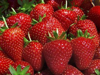 3 Seed Peat Pots Hanging Strawberry Garden From GardeningProducts4Less! Enjoy Fresh Berries for Breakfast Even in the Winter! Fast Production, Begins Fruiting in Just 60 Days! Now You Can Pick Delicious Juicy Strawberries From Your Very Own Strawberry Tree