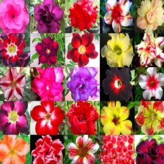 DESERT ROSE ADENIUM OBESUM Bonsai mixed colors 10 seeds : Flowering Plants : Patio, Lawn & Garden