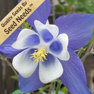 100 Seeds, Columbine "Blue Star" (Aquilegia caerulea) Seeds by Seed Needs : Columbine Plants : Patio, Lawn & Garden