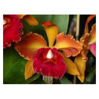 Lc. SJ Bracey 'Waiolani' Hybrid Orchid Plant [CAT159] : Larry S Orchids Tropicals : Patio, Lawn & Garden