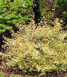 Golden Anniversary   Abelia   Golden Variegated Leaves! : Shrub Plants : Patio, Lawn & Garden
