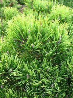 Bergkiefer, Pinus mugo var. mughus Krummholzkiefer 30 cm breit im 3 Liter Pflanzcontainer: Garten