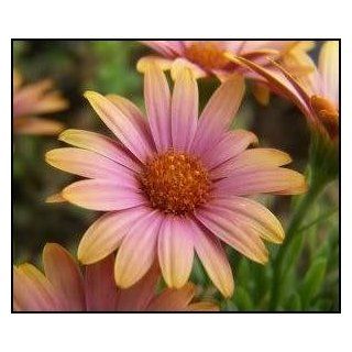 40+ Salmon Colored African Daisy Annual Flower Seeds / Drought Tolerant  Flowering Plants  Patio, Lawn & Garden