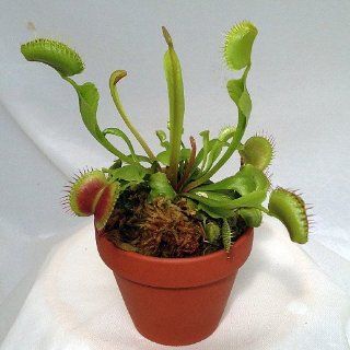 Venus Fly Trap Plant   CARNIVOROUS   Dionaea   2" pot" : Live Indoor House Plants : Grocery & Gourmet Food