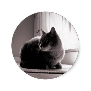 Fat Tabby Cat Round Stickers