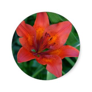 Orange Tiger Lily Round Sticker