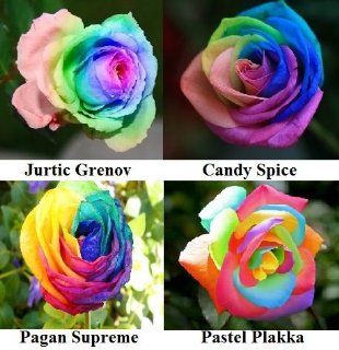 4 Variety Rose Bush Flower Seed Pack & 2 Free Rose Seed Packs #508 : Flowering Plants : Patio, Lawn & Garden