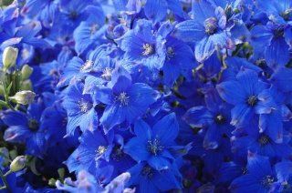 Blue Diamond Delphinium Flower Seeds  Delphinium Plants  Patio, Lawn & Garden