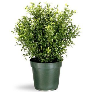 Shop 24" Potted Artificial Realistic Argentea Jade Plant at the  Home Dcor Store. Find the latest styles with the lowest prices from National Tree Company