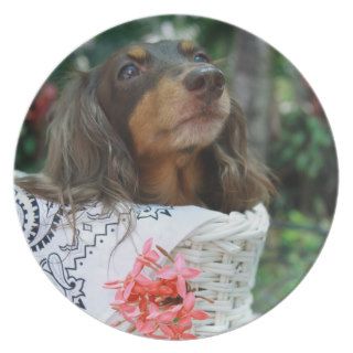 Close up of a Dachshund dog sitting in a basket Party Plate
