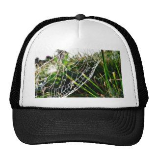 Dew Covered Spider Web On Grass Hats