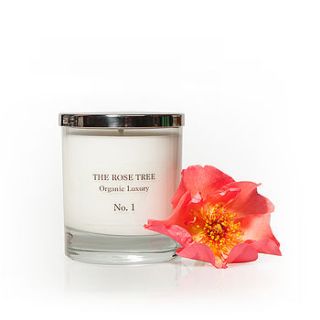 no one organic candle by the rose tree