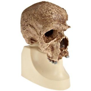 3B Scientific VP753/1 Steinheim Anthropological Skull Model, 7.5" x 4.9" x 8.5": Industrial & Scientific