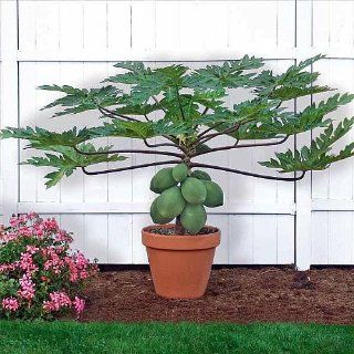 Papaya T.R. Hovey Tree   Carica papaya   Easy to grow fruit   4" Pot : Tree Plants : Patio, Lawn & Garden