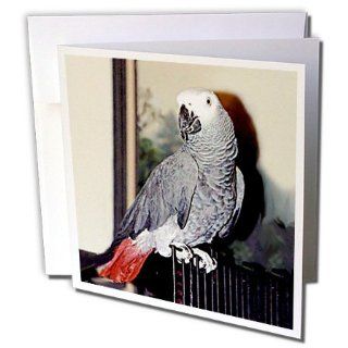 gc_953_2 Birds   African Grey Parrot   Greeting Cards 12 Greeting Cards with envelopes : Blank Greeting Cards : Office Products