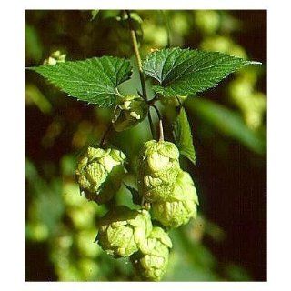Seeds and Things Beer Hops 10 Seeds  Humulus Lupulus   (Hops) Have a Long History of Herbal Use Among the Native Americans : Vegetable Plants : Patio, Lawn & Garden