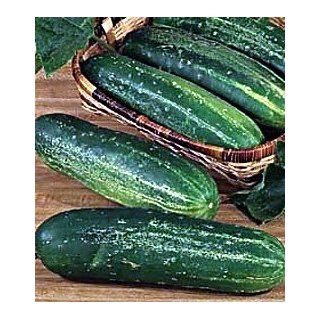 Straight Eight Cucumber 400 Seeds : Plant Seed And Flower Products : Patio, Lawn & Garden