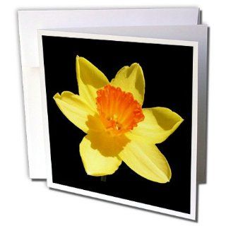 gc_21388_1 Taiche Photography   Flowers Daffodil   Greeting Cards 6 Greeting Cards with envelopes : Office Products