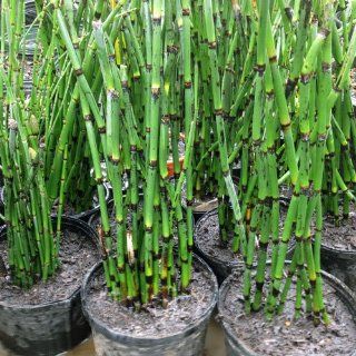Live Equisetum Horsetail Plants   Bamboo   Zen Koi Pond Evergreen Plant : Aquatic Plants : Patio, Lawn & Garden